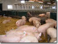  sauen, arena, hormone, brunst, gruppe