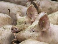 schmutzige_Schweine.jpg 