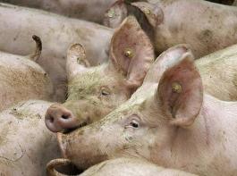 Aufgrund der Erl�szuw�chse in Polen und D�nemark stieg das durchschnittliche Preisniveau der Schlachtschweine.&copy; www.landpixel.de   