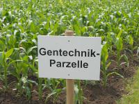 Gentechnik_Mais.jpg 