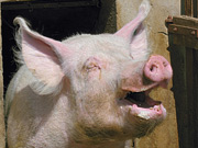 af_schwein.jpg Schwein