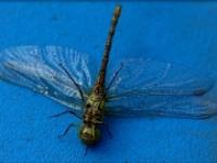 Libelle-blau-neu.jpg 