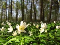 Wald_Blumen.jpg 