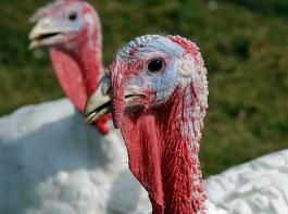 Die Nachfrage nach Putenfleisch ist derzeit hoch.&copy; Christian M�hlhausen / www.landpixel.de
