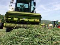 gruenland2.jpg Gr�nland, Gras, M�her