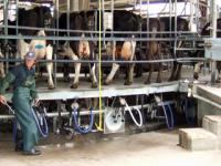 Australien_Milch_lp_525.jpg 