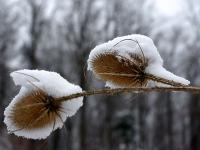 Schnee_Pflanze.jpg Winter, Schnee