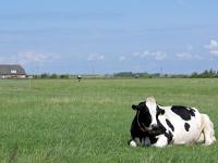 HolsteinWeide.jpg 