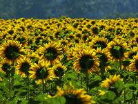 Sonnenblumenfeld.jpg 