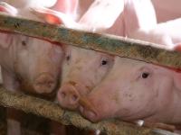 Mastschweine.jpg 