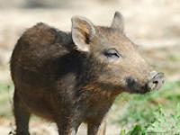 Wild.jpg Wildschwein