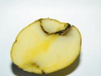 06 Rattle Virus_Foto 1.jpg 