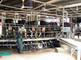 Dairy Australia geht von einer relativ robusten globalen Nachfrage nach Milchprodukten aus. &copy; M�hlhausen/landpixel.de