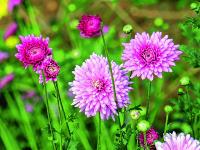 _Chrysanthemen_mb 