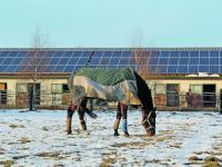 _Winterf�tterung_Koppel 
