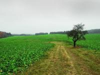 _Rapsflaeche_Tschechien_ke 