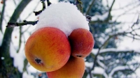 Jetzt Antr�ge stellen zum Bayerischen Frostschadenprogramm. 