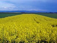 rapsfeld_RediSu_pixelio.jpg Raps, Feld