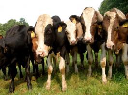 Infolge der hohen Rindfleischpreise hat sich die Nachfrage nach Rindfleisch zur�ckentwickelt. &copy; M�hlhausen/landpixel