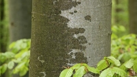 temp Image