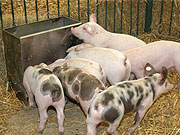 ferkel5.jpg Ferkel