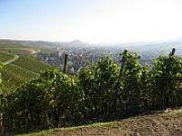 Weinbau_pixelio.de.jpg 