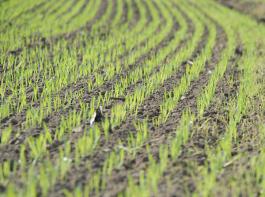 In Rum�nien hat sich der Winterweizen wegen der andauernden Trockenheit schlecht entwickelt oder ist nicht aufgelaufen.&copy; M�hlhausen/landpixel