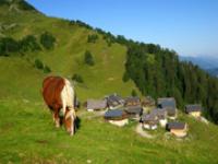 ft_Berge_Pferd_Hof_Schweiz_.jpg Schweiz, Berge