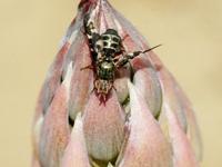 19 Insektizide Spargel_Foto 1.jpg 