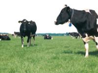  schwarzbunte, rind, weide, k�he