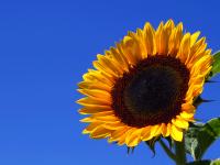 Sonnenblume.gif 