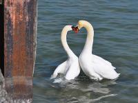Schwaene.jpg Schw�ne, Fr�hling