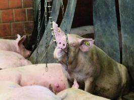 Besch�ftigungsmaterial sollte allen Schweinen angeboten werden  egal ob Mastschwein, Ferkel oder Sauen. 