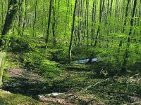 WaldPraxis_Naturschutz_Foto_Bachlauf_NEU_web.gif 