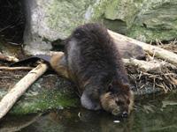 17_Vordruck_Biber_Foto-1.jpg 