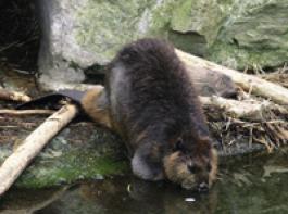 �berraschender Besuch an der Leine: Vielleicht war ein junger Biber auf der Suche nach einem neuen Revier. &copy; naturmagazin