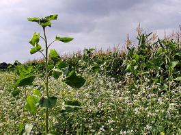 Bislang wurden in Ungarn nur wenige Forschungsprojekte durchgef�hrt. &copy; vgk/www.landpixel.de