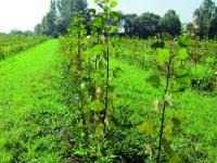 _01-Pappel-auf-Wiese_Alsace.JPG 
