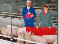  schweinestall, stall