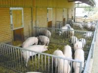 02_C�koschweine_B1.jpg 