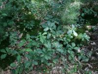 _Wald_Mainb_B2_LF 