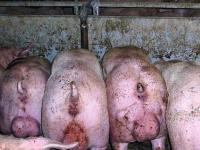 _Eberfleisch_Tholen_Ba 