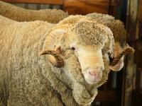 Merino-Schafbock_Australien.jpg 