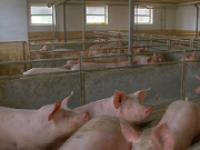 Schwein7.jpg Schwein