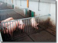 mastschweine, auslauf, schweine