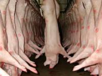 af_kuehlraum_Schweine.jpg Schweine