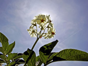 lp_Kartoffelbluete.jpg Kartoffelbluete