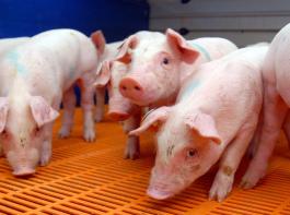 Ein Artikel auf dem Internetportal Spiegel online kl�rt �ber die Vorurteile in der Schweinemast auf.&copy; M�hlhausen/landpixel.de