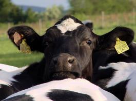 Mehr Milch, weniger Milch - am 2. November ist wieder Milchquotenb�rse. Antr�ge m�ssen schon jetzt abgegeben werden.&copy; Marco Barnebeck(Telemarco)/pixelio.de