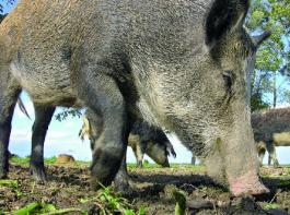 Wild- und Jagdsch�den lassen sich meist nur unmittelbar nach ihrer Entsteheung zuferl�ssig feststellen und beurteilen. 